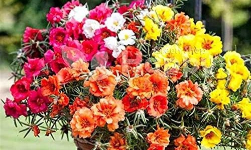 头孢氨苄颗粒价格多少一盒-头孢氨苄颗粒 哈药 价格网 | 哈药头孢氨苄片,头孢氨苄颗粒效果怎么样